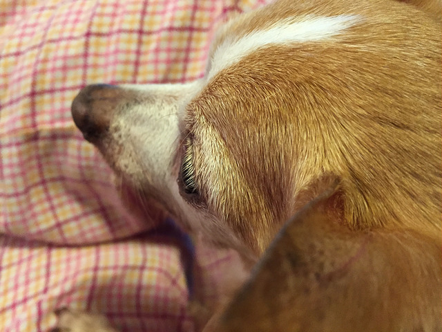 15577397178_c8f33144b9_z